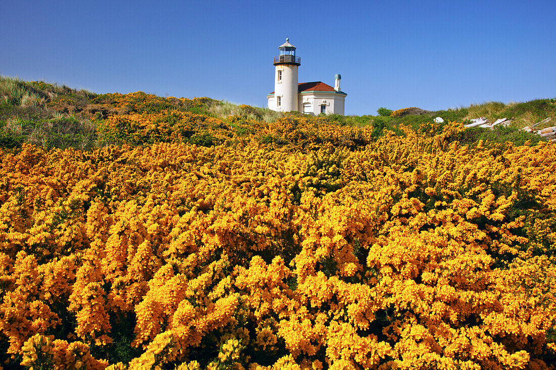 Coquille River Light vor blauem Himmel mit blühendem gelben Laub im Vordergrund an der Küste von Oregon im Bullards Beach State Park, Bandon, Oregon, Vereinigte Staaten von Amerika