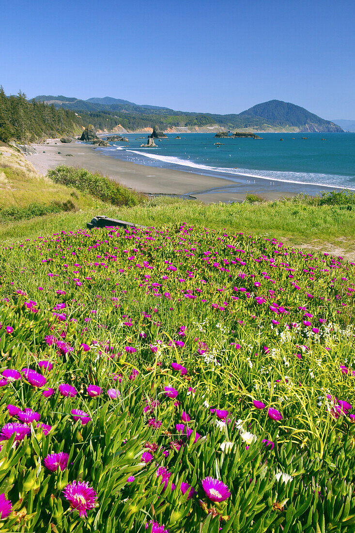 Wildflowers blooming on the shore with a view of the vast Oregon coastline in Port Orford Heads State Park,Port Orford,Oregon,United States of America