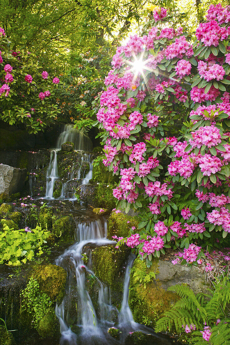 Wasserfall und schöne blühende Pflanzen in den Gärten der Crystal Springs Rhododendron Gardens, Portland, Oregon, Vereinigte Staaten von Amerika