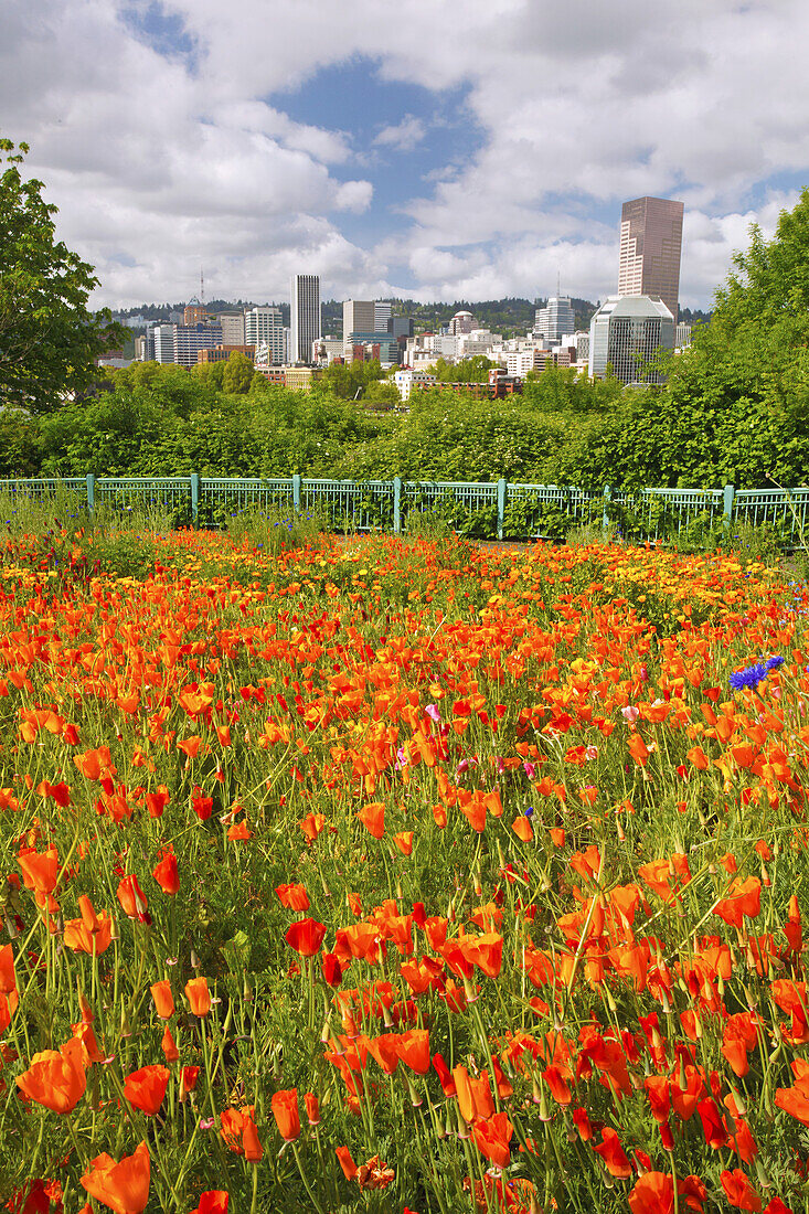 Blühende Wildblumen in einem Park im Vordergrund mit Blick auf die Innenstadt von Portland über den Willamette River, Portland, Oregon, Vereinigte Staaten von Amerika