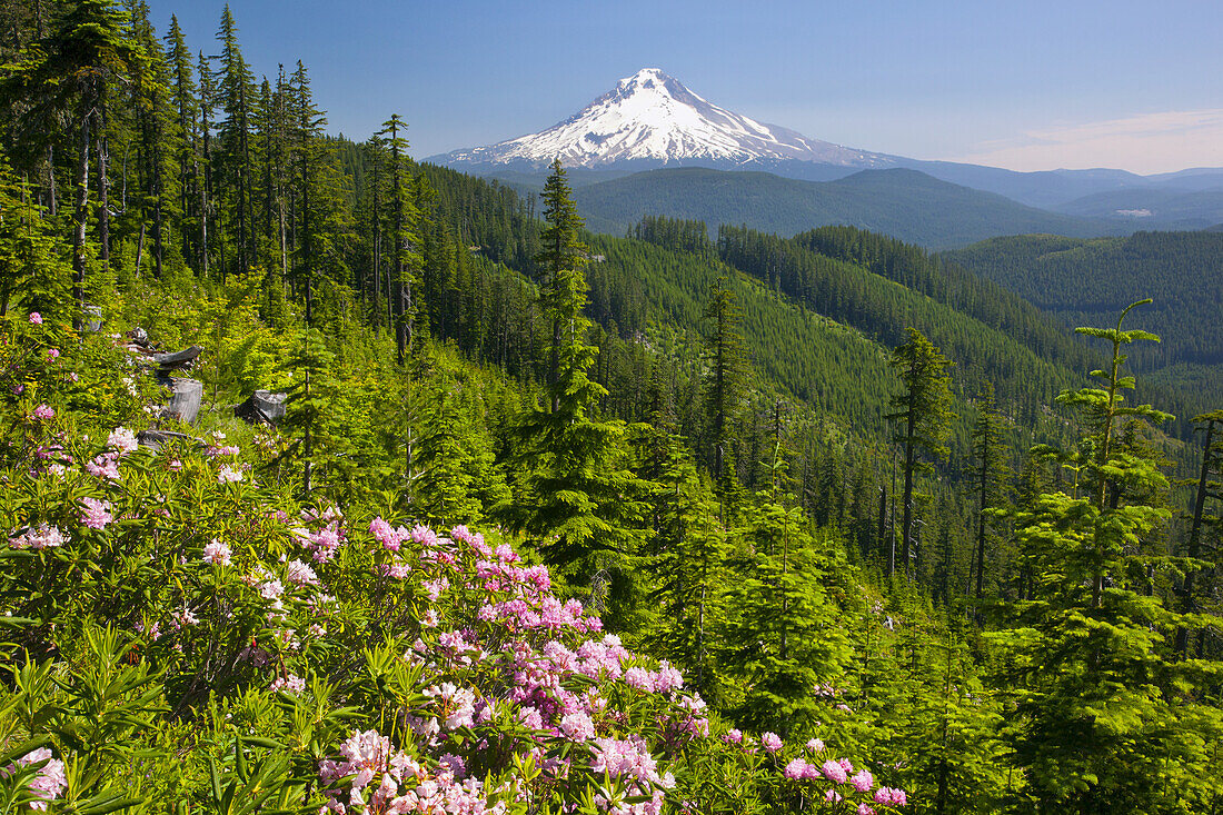 Der schneebedeckte Gipfel des Mount Hood in der Ferne und der Mount Hood National Forest im Vordergrund mit blühenden Wildblumen an einem Berghang, Oregon, Vereinigte Staaten von Amerika
