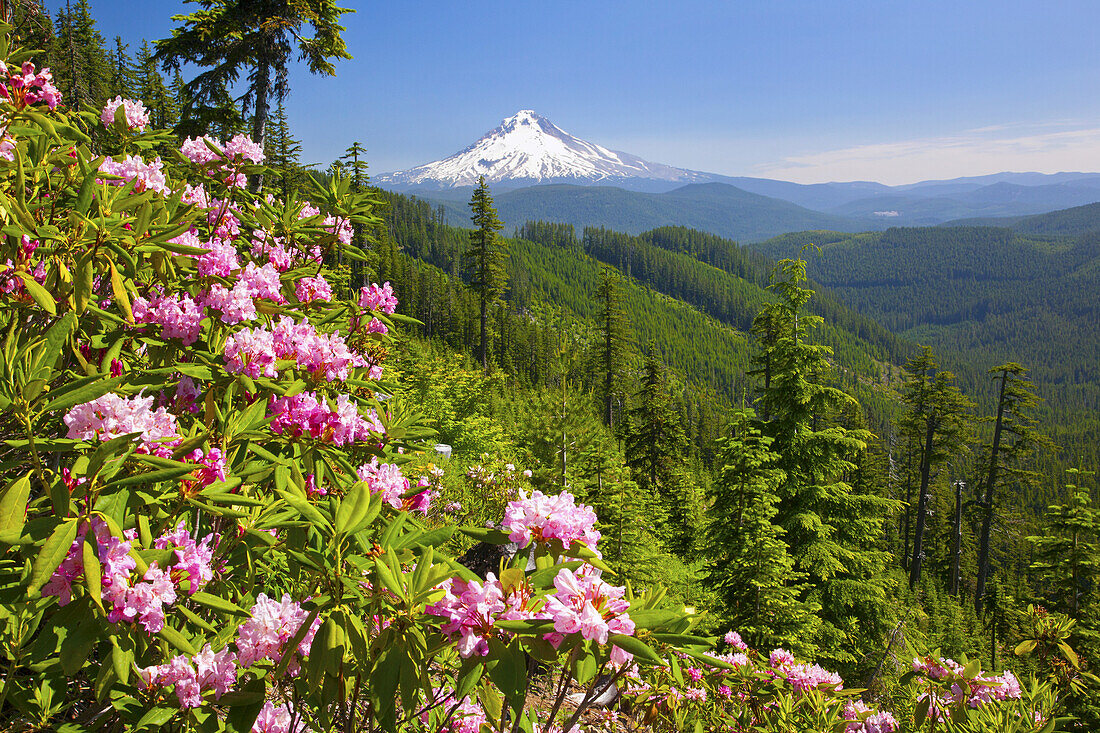 Der schneebedeckte Gipfel des Mount Hood in der Ferne und der Mount Hood National Forest im Vordergrund mit blühenden Wildblumen an einem Berghang, Oregon, Vereinigte Staaten von Amerika