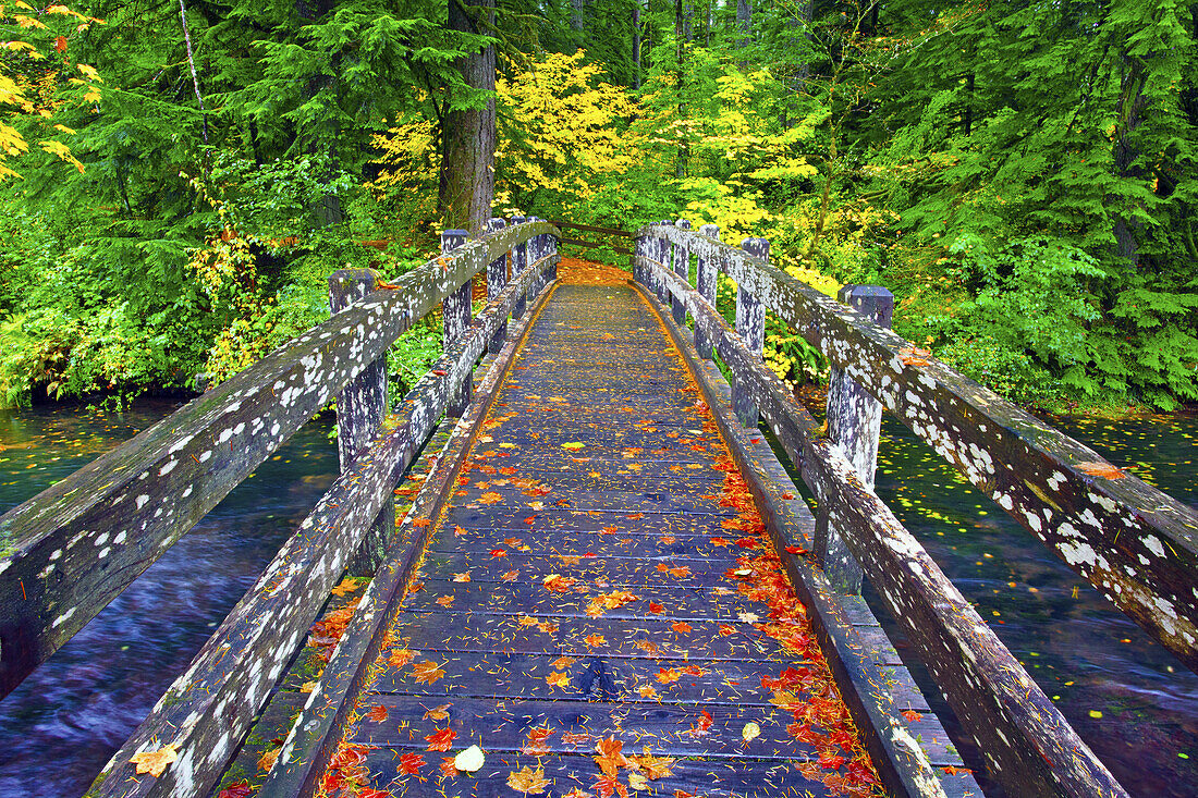 Footbridge over Silver Creek to a lush forest in Silver Falls State Park,Oregon,United States of America