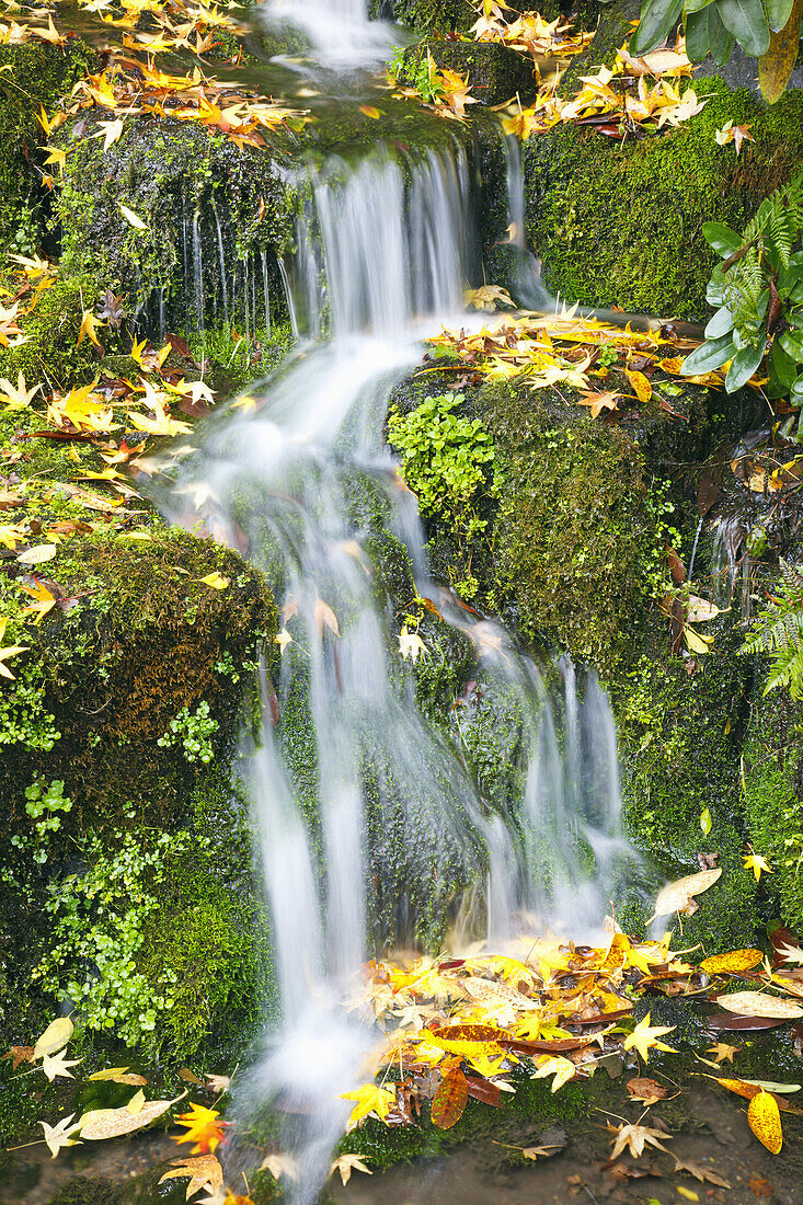 Ruhiger Wasserfall über moosbewachsenen Felsen im Herbst,Portland,Oregon,Vereinigte Staaten von Amerika