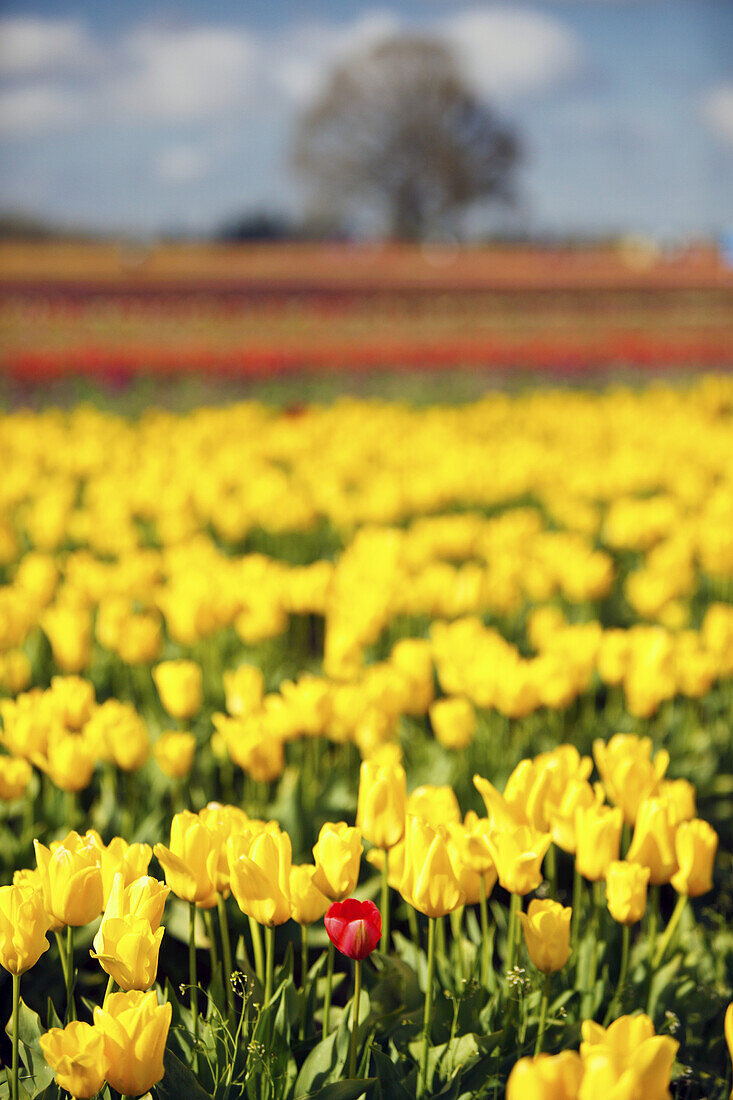 Rote Tulpe inmitten einer Fülle von gelben Tulpen auf einem Feld der Wooden Shoe Tulip Farm, Woodburn, Oregon, Vereinigte Staaten von Amerika