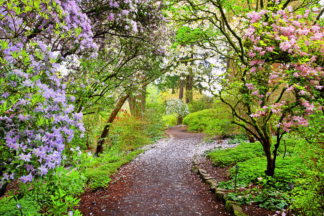 Crystal Springs Rhododendron Garden im Frühling mit blühenden Bäumen und Blütenstaub auf dem Weg, Portland, Oregon, Vereinigte Staaten von Amerika