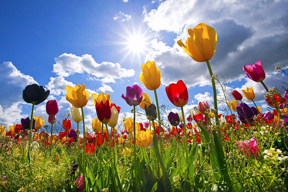 Blühende bunte Tulpen im Gegenlicht der Sonne auf der Wooden Shoe Tulip Farm, Woodburn, Oregon, Vereinigte Staaten von Amerika