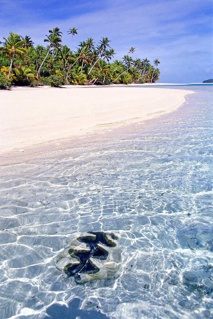 Mollusk shell floating in the clear water off a tropical beach with white sand and palm trees,Aitutaki,Cook Islands