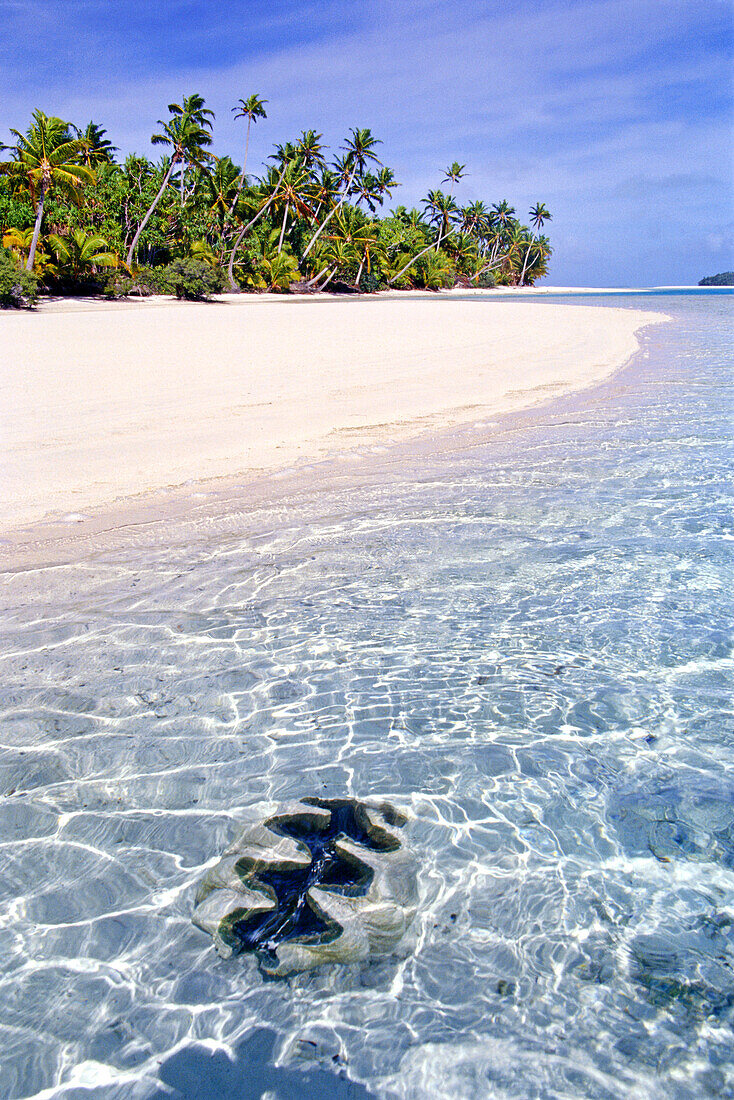 Weichtiermuschel, die im klaren Wasser vor einem tropischen Strand mit weißem Sand und Palmen schwimmt, Aitutaki, Cook Islands