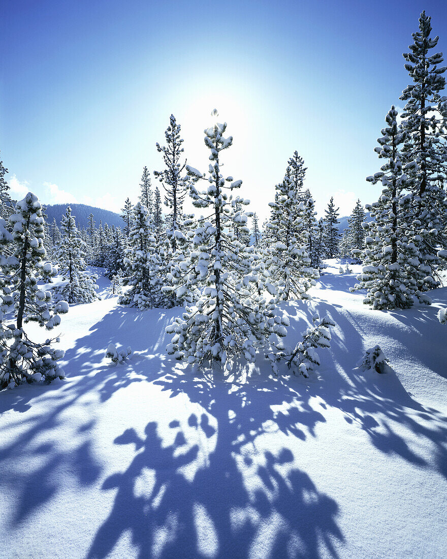 Schnee bedeckt die immergrünen Bäume im Mount Hood National Forest in einer kalten Winterszene mit der Sonne, die am hellblauen Himmel leuchtet, Oregon, Vereinigte Staaten von Amerika