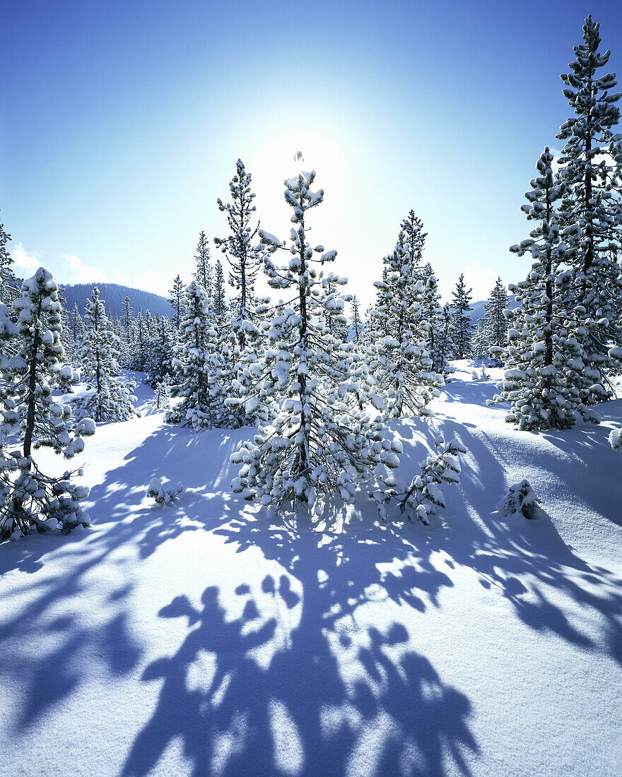 Snow covers the evergreen trees in Mount Hood National Forest in a cold winter scene with the sun glowing in a bright blue sky,Oregon,United States of America