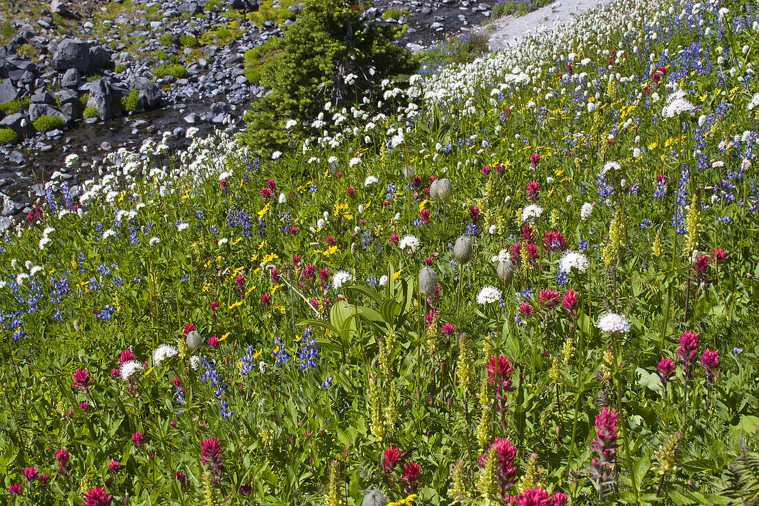 Bunte Wiese mit blühenden Wildblumen und einem ruhigen Bach an einem Berghang an der Baumgrenze am Mount Rainier, Mount Rainier National Park, Washington, Vereinigte Staaten von Amerika