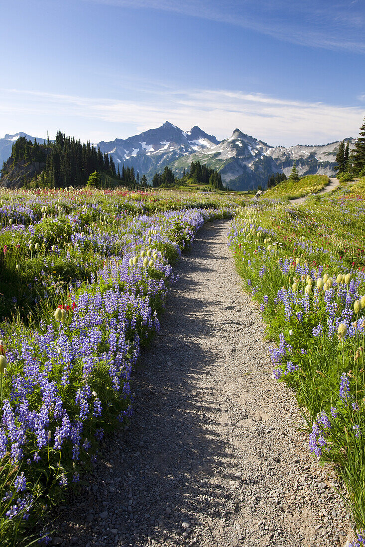 Wildblumen auf einer Wiese und der schneebedeckte Mount Rainier, Mount Rainier National Park, Paradise, Washington, Vereinigte Staaten von Amerika