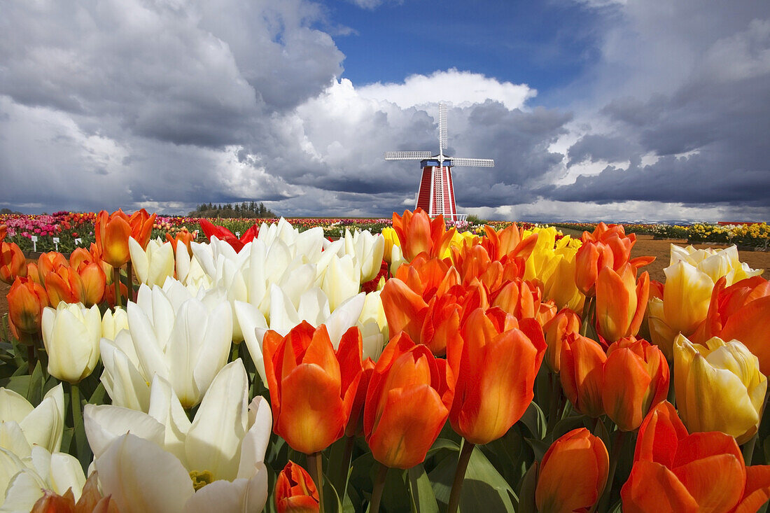 Windmühle auf der Wooden Shoe Tulip Farm mit blühenden Tulpen im Vordergrund, Oregon, Vereinigte Staaten von Amerika