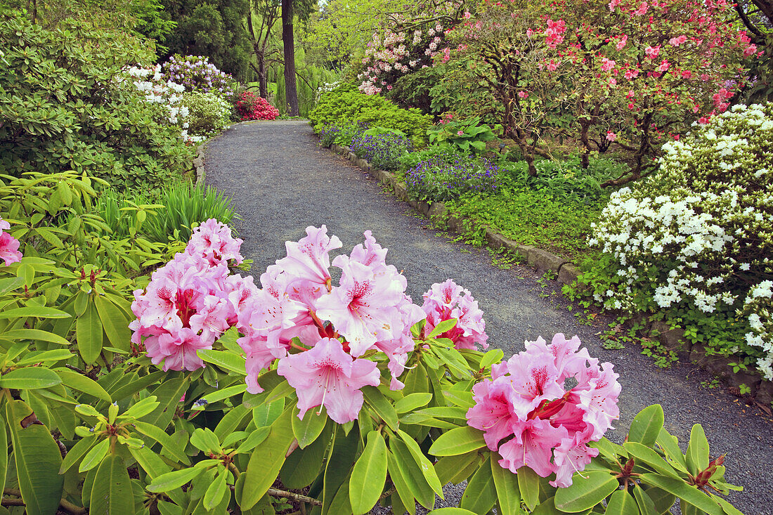 Rhododendren und andere Blüten entlang eines Weges im Crystal Springs Rhododendron Garden, Portland, Oregon, Vereinigte Staaten von Amerika