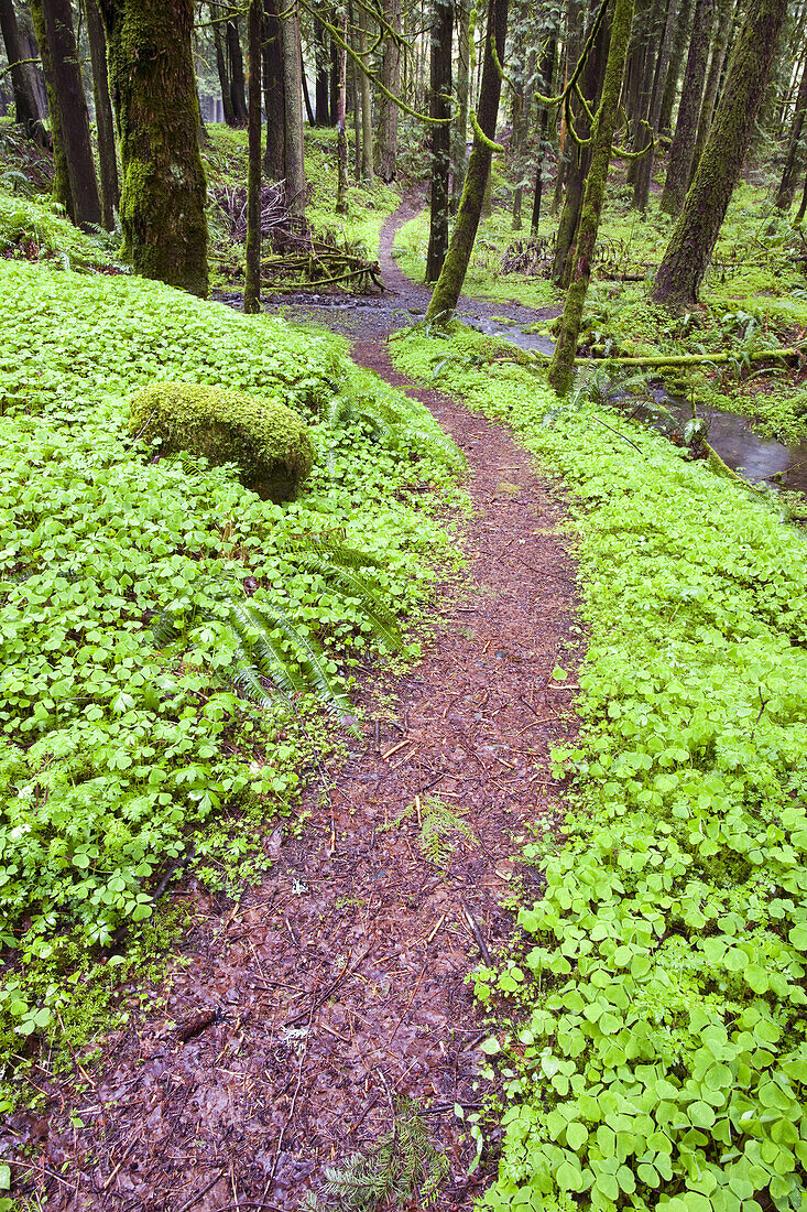 Pfad in einem üppigen Wald im pazifischen Nordwesten,Oregon,Vereinigte Staaten von Amerika