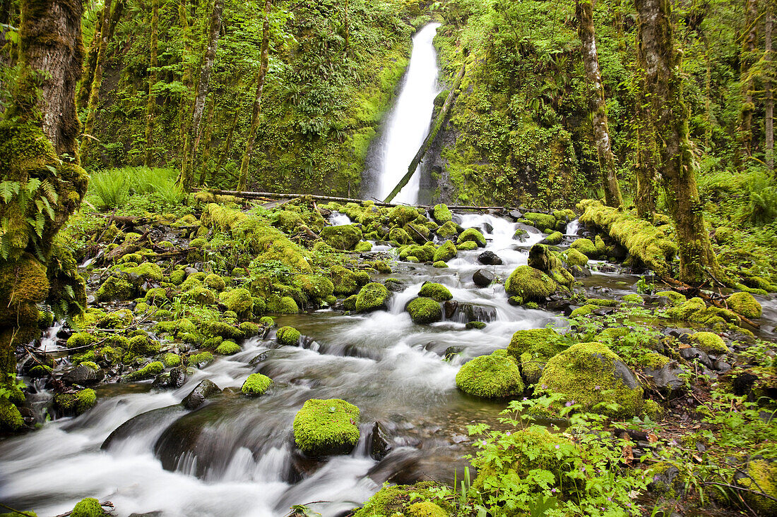 Wasserfall und Bach in einer bewaldeten Landschaft mit üppigem Laub in Columbia River Gorge,Oregon,Vereinigte Staaten von Amerika