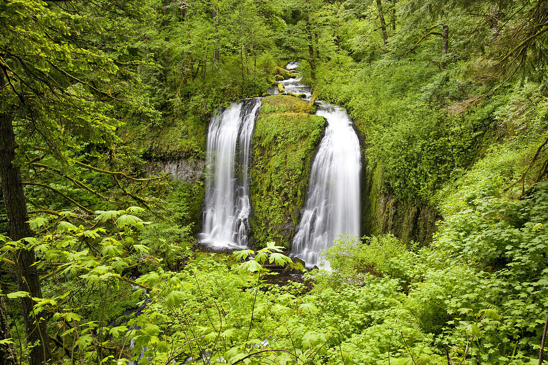 Waterfalls and stream in a forested landscape with lush foliage in Columbia River Gorge,Oregon,United States of America