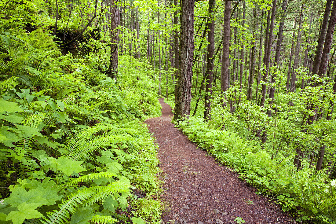 Pfad in einem üppigen Wald in der Columbia River Gorge,Oregon,Vereinigte Staaten von Amerika