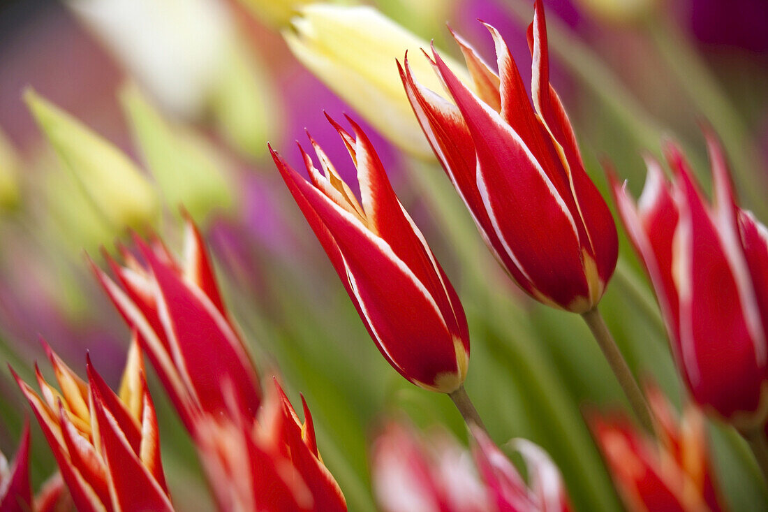 Nahaufnahme von blühenden Tulpen, Wooden Shoe Tulip Farm, Woodburn, Oregon, Vereinigte Staaten von Amerika