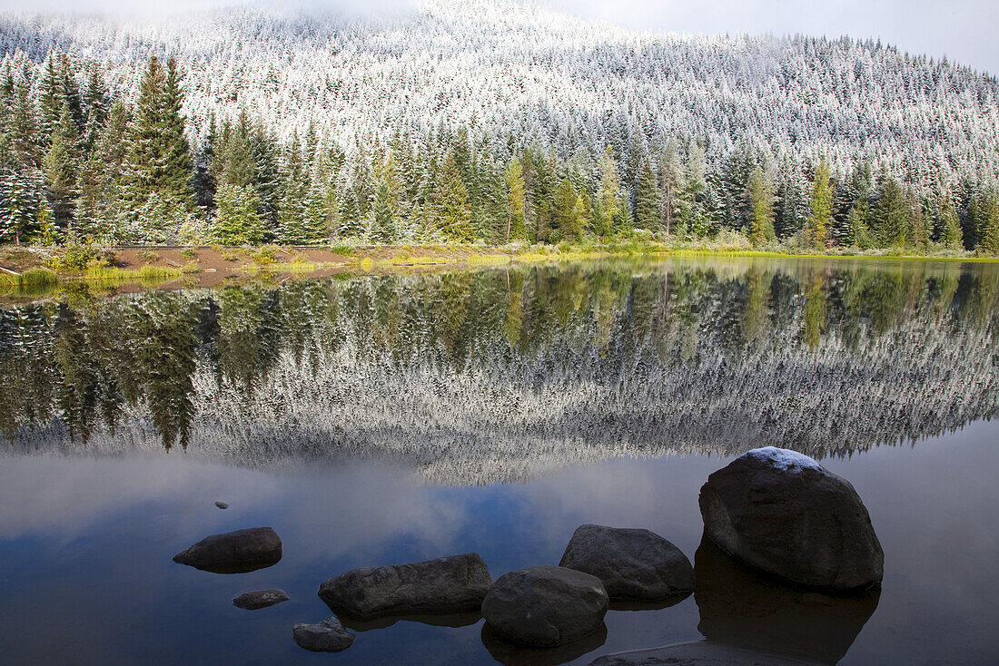 Frosty evergreen forest reflected in a tranquil lake in winter,Pacific Northwest,Oregon,United States of America