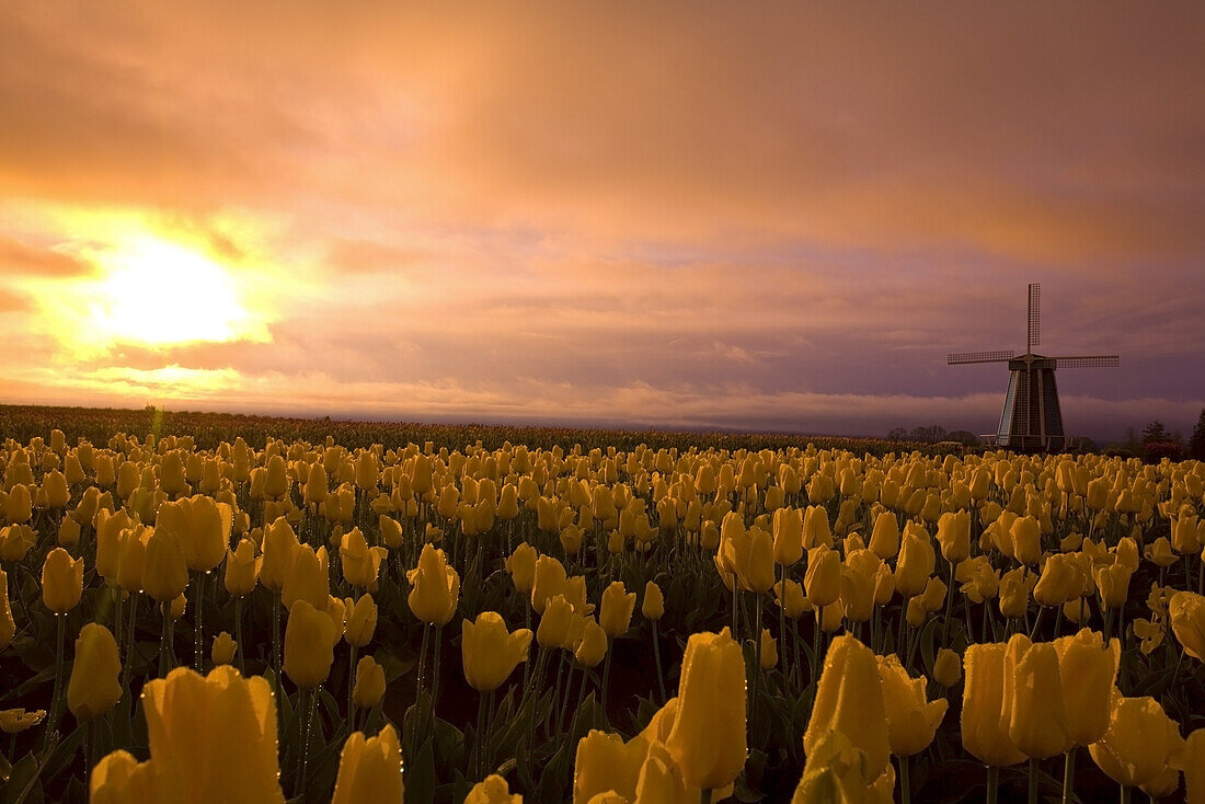 Sonnenaufgang über den Tulpen und der Windmühle auf der Wooden Shoe Tulip Farm, Woodburn, Oregon, Vereinigte Staaten von Amerika