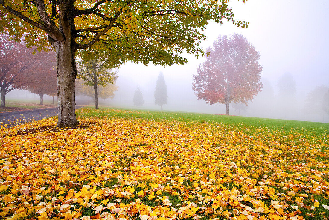 Ein Park im Herbstnebel mit gefallenen Blättern, die das Gras bedecken, und herbstlich gefärbtem Laub an den Bäumen, Pazifischer Nordwesten, Happy Valley, Oregon, Vereinigte Staaten von Amerika