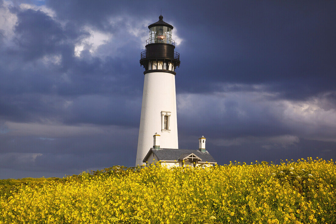 Yaquina Head Light unter einem stürmischen Himmel und blühenden gelben Wildblumen im Vordergrund,Oregon,Vereinigte Staaten von Amerika