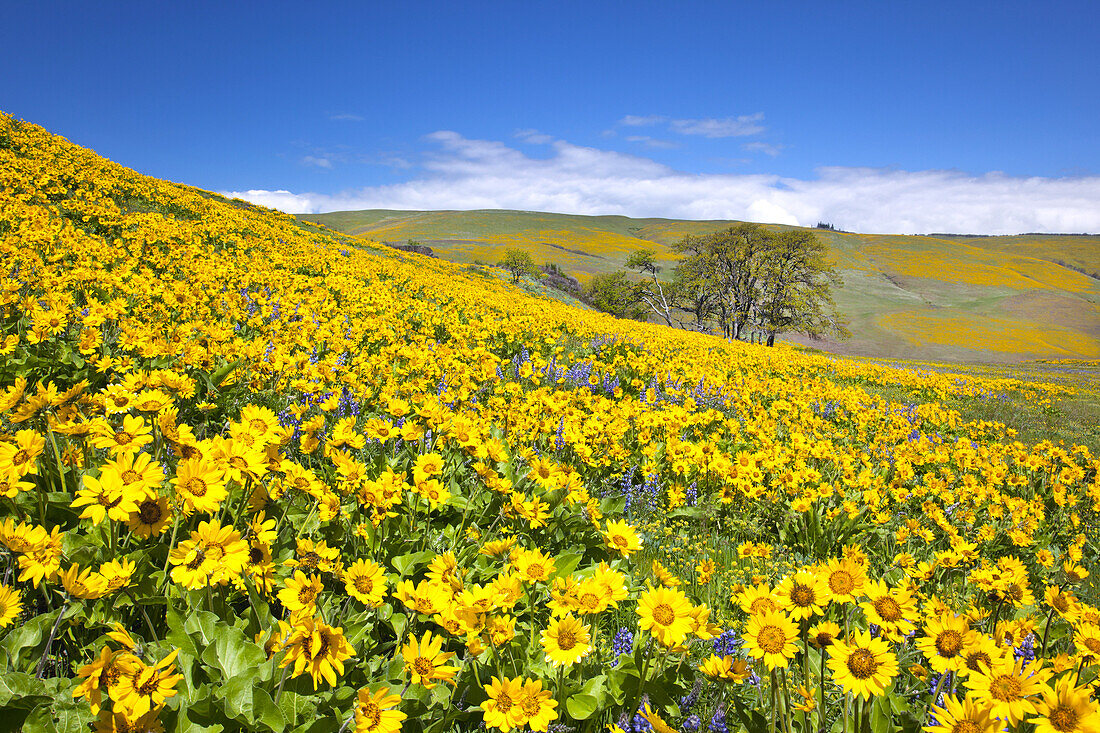 Abundance of blossoming wildflowers in purple and yellow in a meadow on a hillside,Columbia River Gorge,Oregon,United States of America