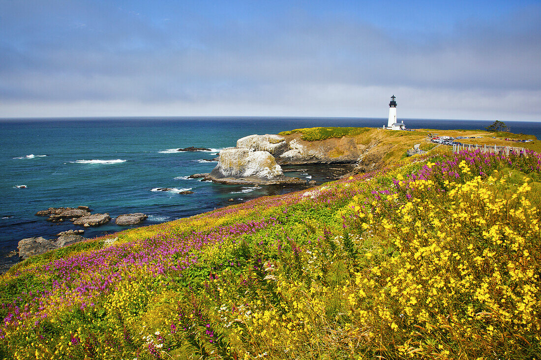 Yaquina Head Light along the Oregon coastline and blossoming colourful wildflowers in a meadow,Oregon,United States of America