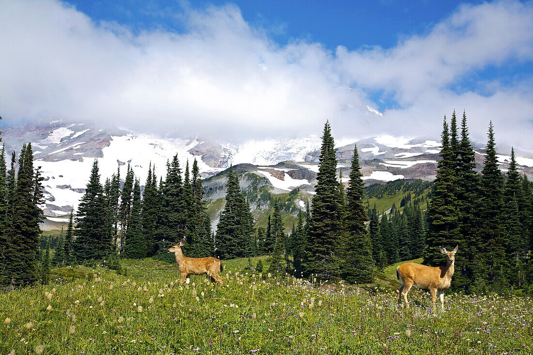 Deer in a meadow in Mount Rainier National Park,Washington,United States of America