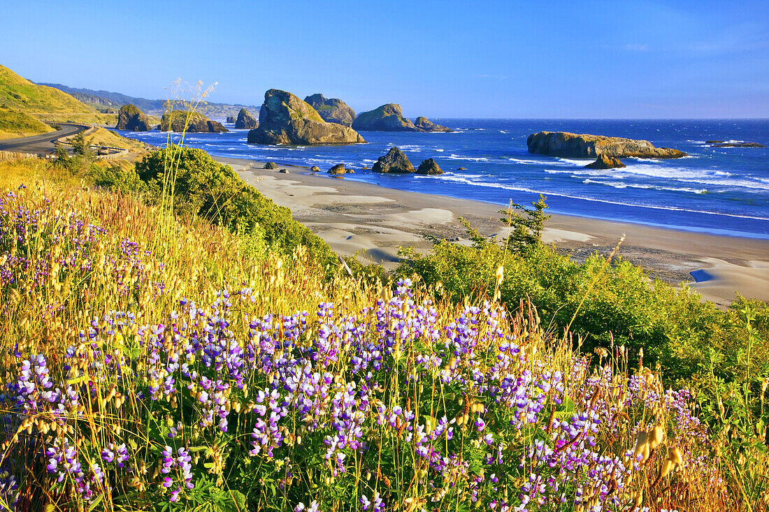 Große Felsformationen im Wasser vor dem Strand und Wildblumen im Strandgras am Cape Sebastian State Scenic Corridor an der Küste von Oregon, Oregon, Vereinigte Staaten von Amerika