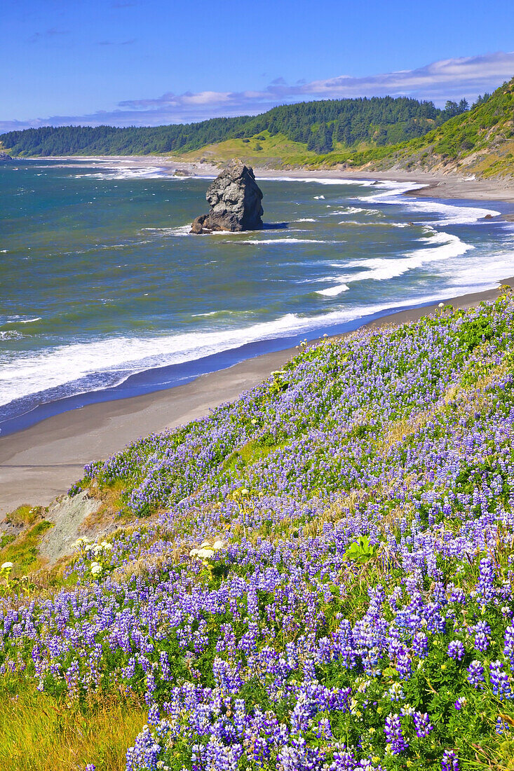 Sea stack and lupines at Cape Blanco along the Oregon coast with the surf washing up on the beach along the vast coastline,Oregon,United States of America