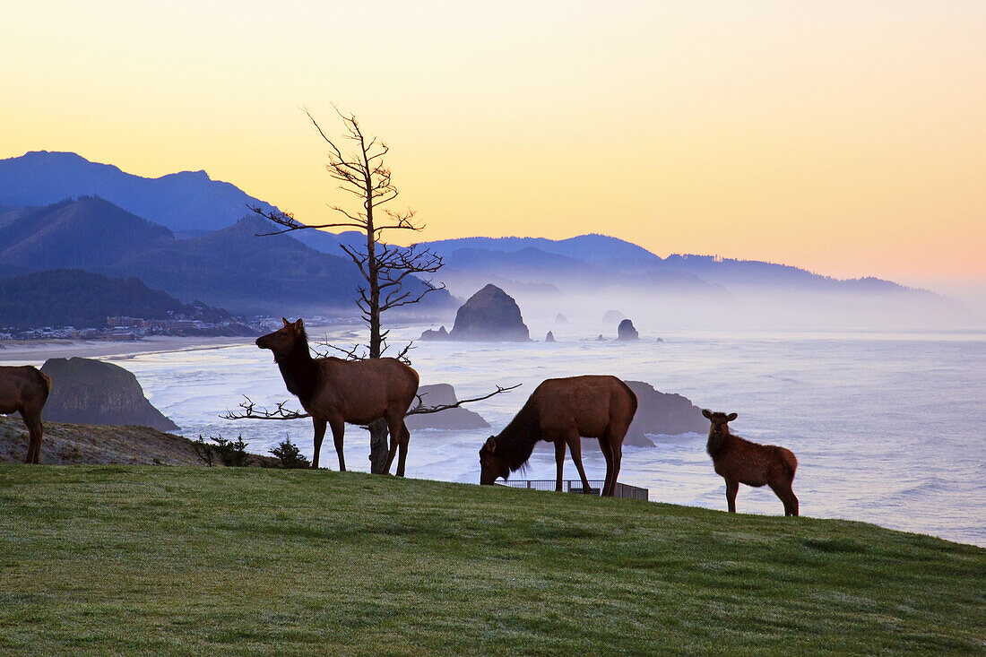 Elk (Cervus canadensis) grazing on a grass field along the Oregon coastline at sunrise,Ecola State Park,Cannon Beach,Oregon,United States of America