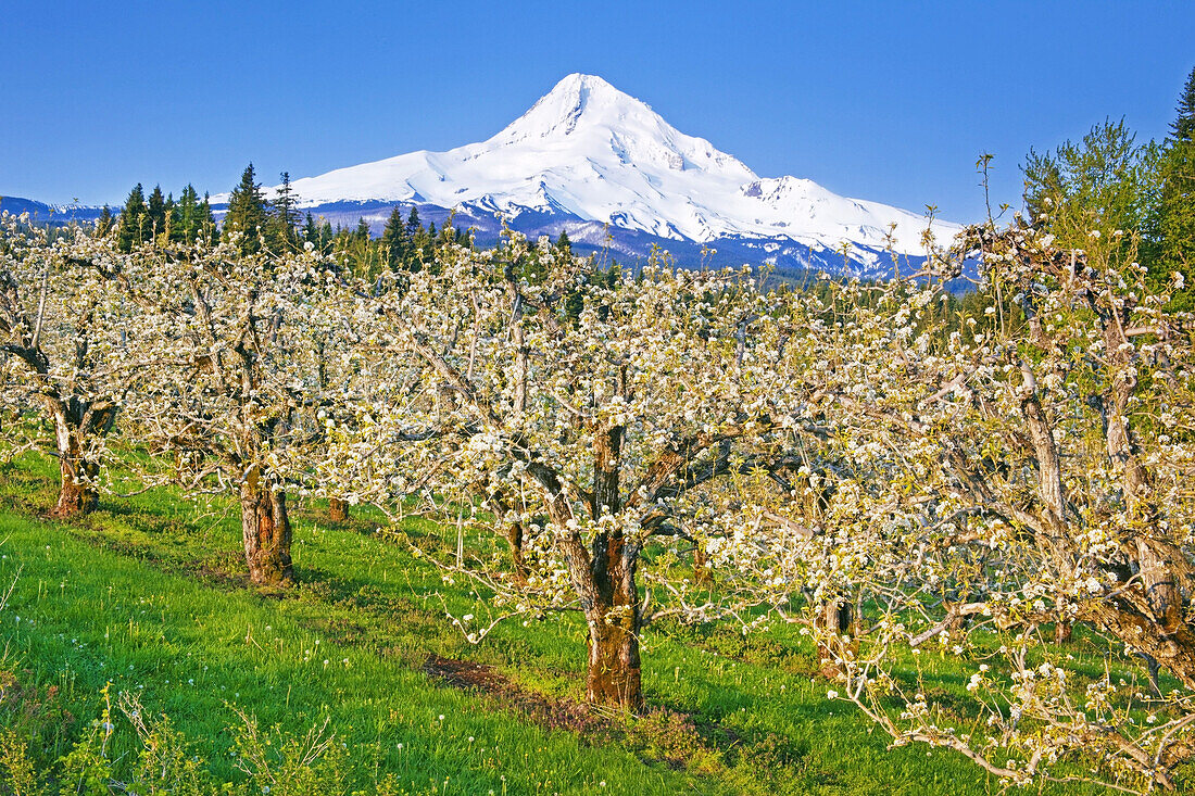 Blühende Apfelbäume in einer Obstplantage im Vordergrund und der schneebedeckte Mount Hood im Hintergrund vor einem strahlend blauen Himmel, Hood River, Oregon, Vereinigte Staaten von Amerika