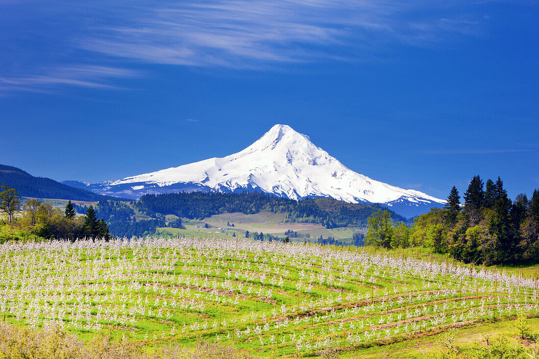 Blühende Apfelbäume in einer Obstplantage im Vordergrund und der schneebedeckte Mount Hood im Hintergrund vor einem strahlend blauen Himmel, Hood River, Oregon, Vereinigte Staaten von Amerika