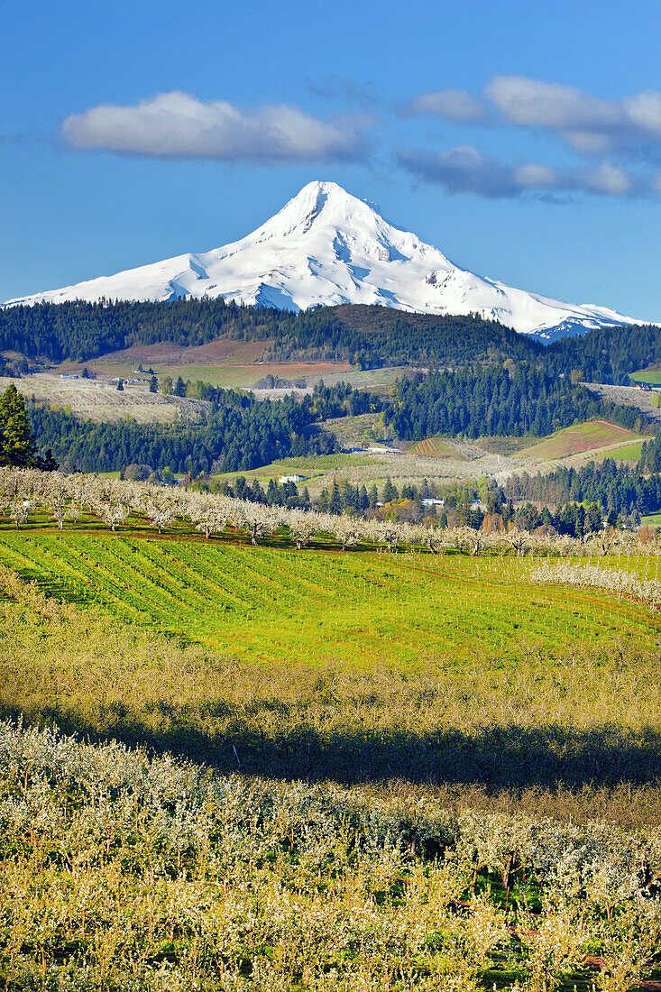 Farmland and orchard in the foreground and snow-covered Mount Hood in the background against a bright blue sky,Hood River,Oregon,United States of America