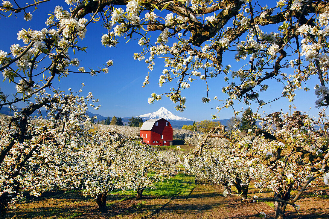 Blossoming apple trees in an orchard with a red barn in the foreground and snow-covered Mount Hood in the distance against a bright blue sky,Hood River,Oregon,United States of America