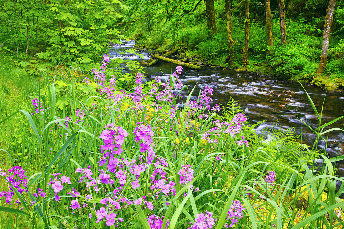Flowing river in a lush forest with wildflowers blossoming on the shore in Columbia River Gorge,Oregon,United States of America