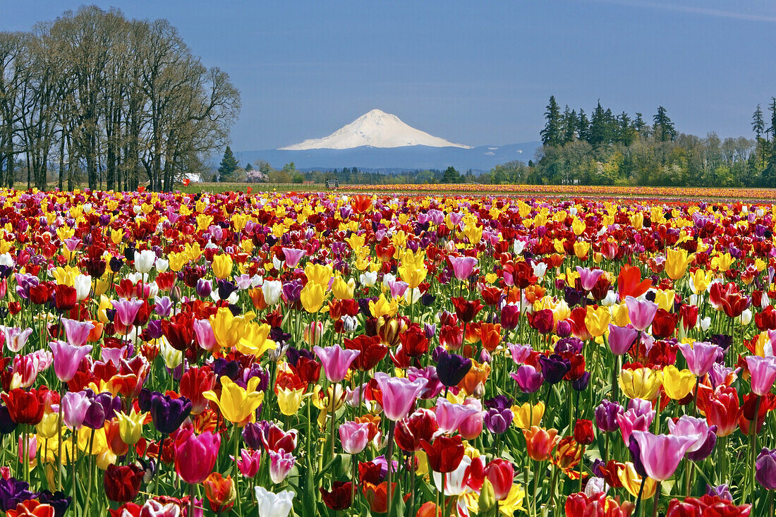 Eine Fülle von farbenprächtig blühenden Tulpen im Vordergrund und der schneebedeckte Mount Hood in der Ferne in Wooden Shoe Tulip Farm,Pazifischer Nordwesten,Woodburn,Oregon,Vereinigte Staaten von Amerika