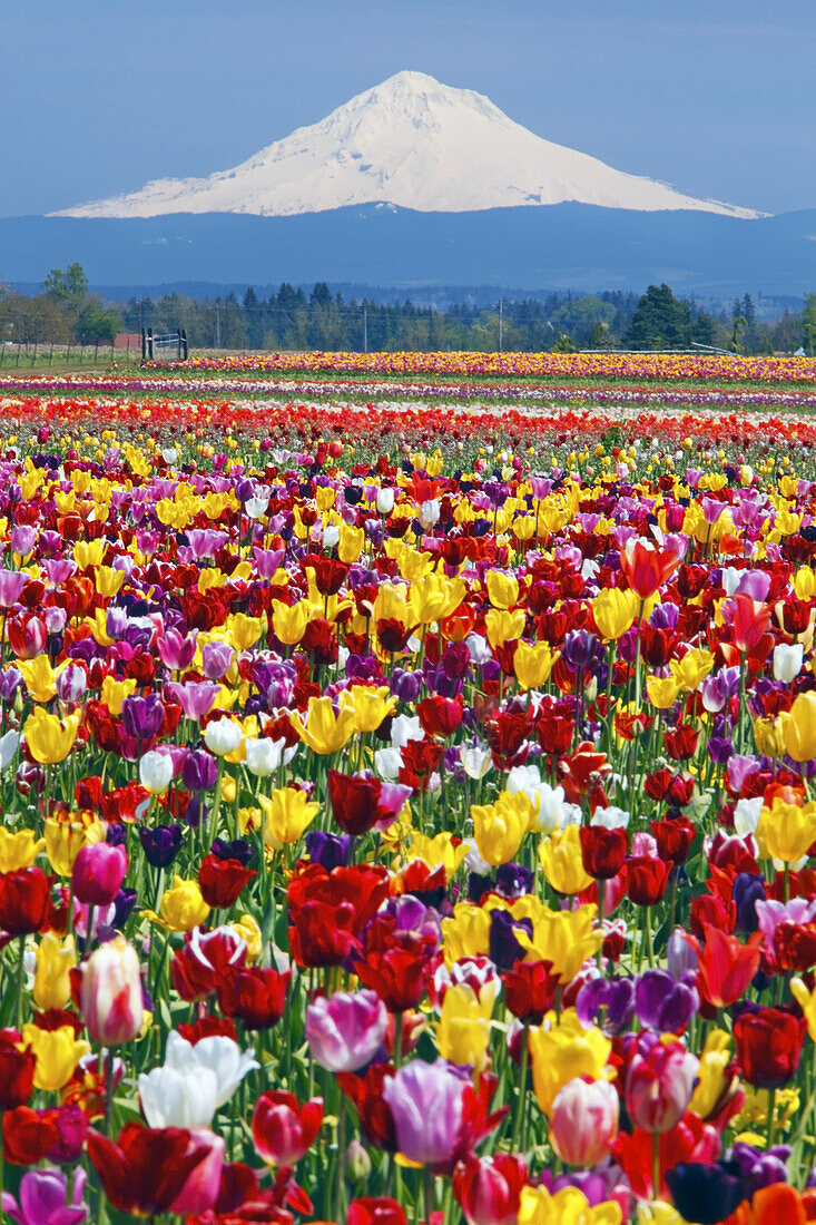 Eine Fülle von farbenprächtig blühenden Tulpen im Vordergrund und der schneebedeckte Mount Hood in der Ferne in Wooden Shoe Tulip Farm,Pazifischer Nordwesten,Woodburn,Oregon,Vereinigte Staaten von Amerika