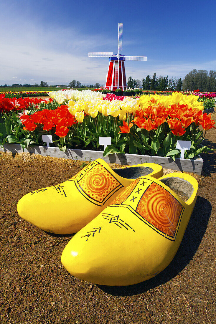 Tulpen in einem Gartenkasten, Holzschuhe und eine Windmühle auf der Wooden Shoe Tulip Farm, Woodburn, Oregon, Vereinigte Staaten von Amerika