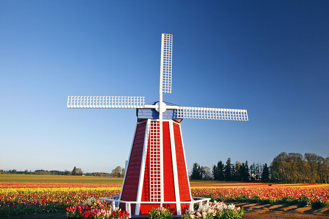 Windmühle und eine Fülle von Tulpen auf der Wooden Shoe Tulip Farm, Woodburn, Oregon, Vereinigte Staaten von Amerika