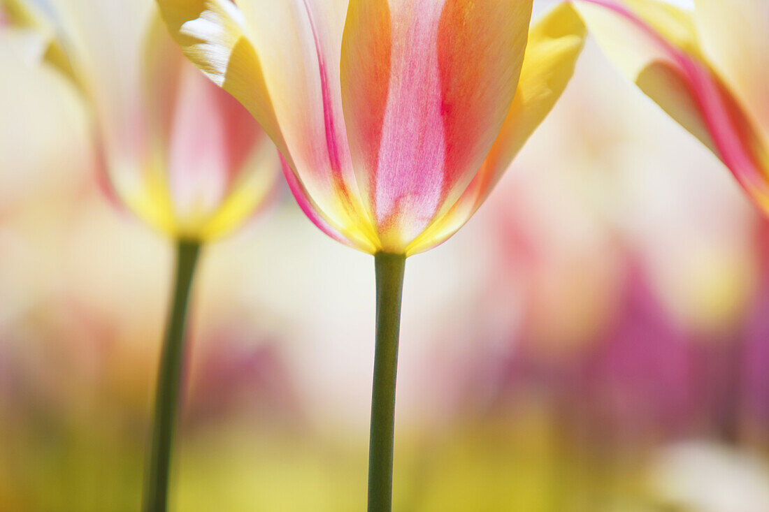 Nahaufnahme einer blühenden Tulpe mit Stiel und zarten Blütenblättern im Gegenlicht der Sonne, Wooden Shoe Tulip Farm, Woodburn, Oregon, Vereinigte Staaten von Amerika