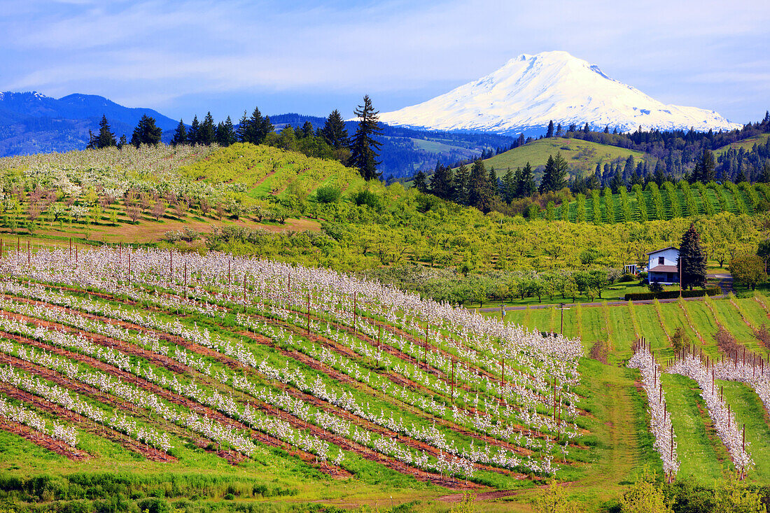 Blühende Apfelbäume in einer Obstplantage im Vordergrund mit dem schneebedeckten Mount Adams im Bundesstaat Washington in der Ferne vor einem bewölkten Himmel, Oregon, Vereinigte Staaten von Amerika