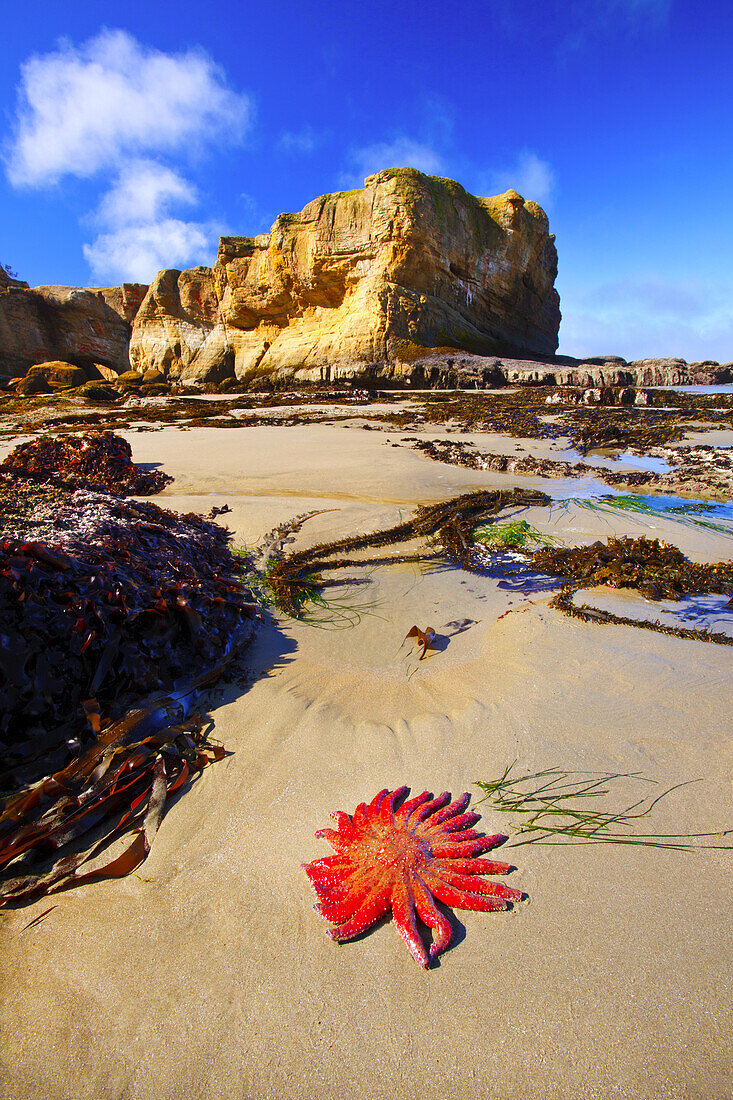 Rugged cliff along the Oregon coastline with a red starfish and seaweed on the sand,Oregon,United States of America