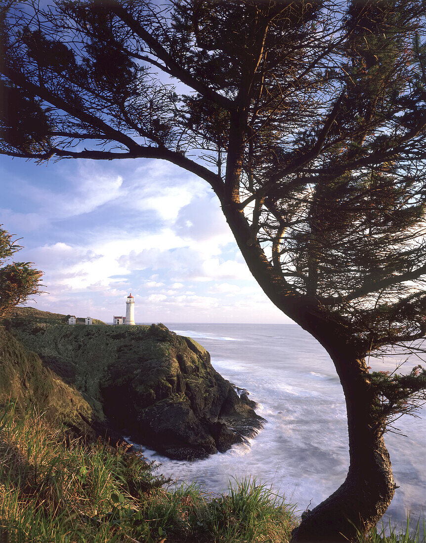 North Head Light umrahmt von einem Baum im Vordergrund, ein Leuchtturm auf North Head entlang der Küste von Washington im Cape Disappointment State Park,Washington,Vereinigte Staaten von Amerika