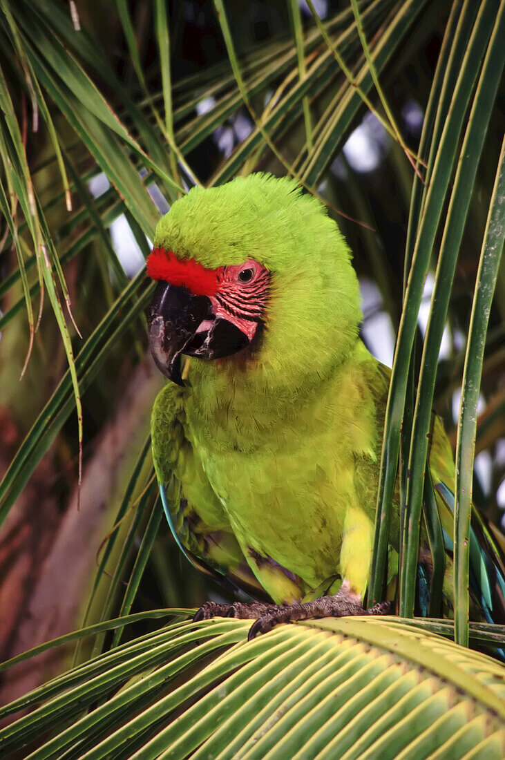 Porträt eines Großen Grünen Aras (Ara ambiguus) auf einem Pflanzenwedel, Bay Islands, Honduras