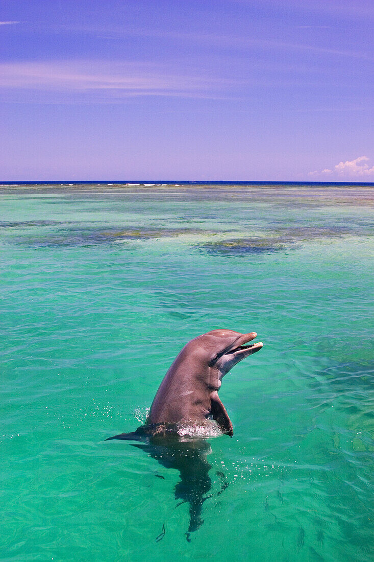 Bottlenose Dolphin in a tropical ocean,Roatan,Honduras