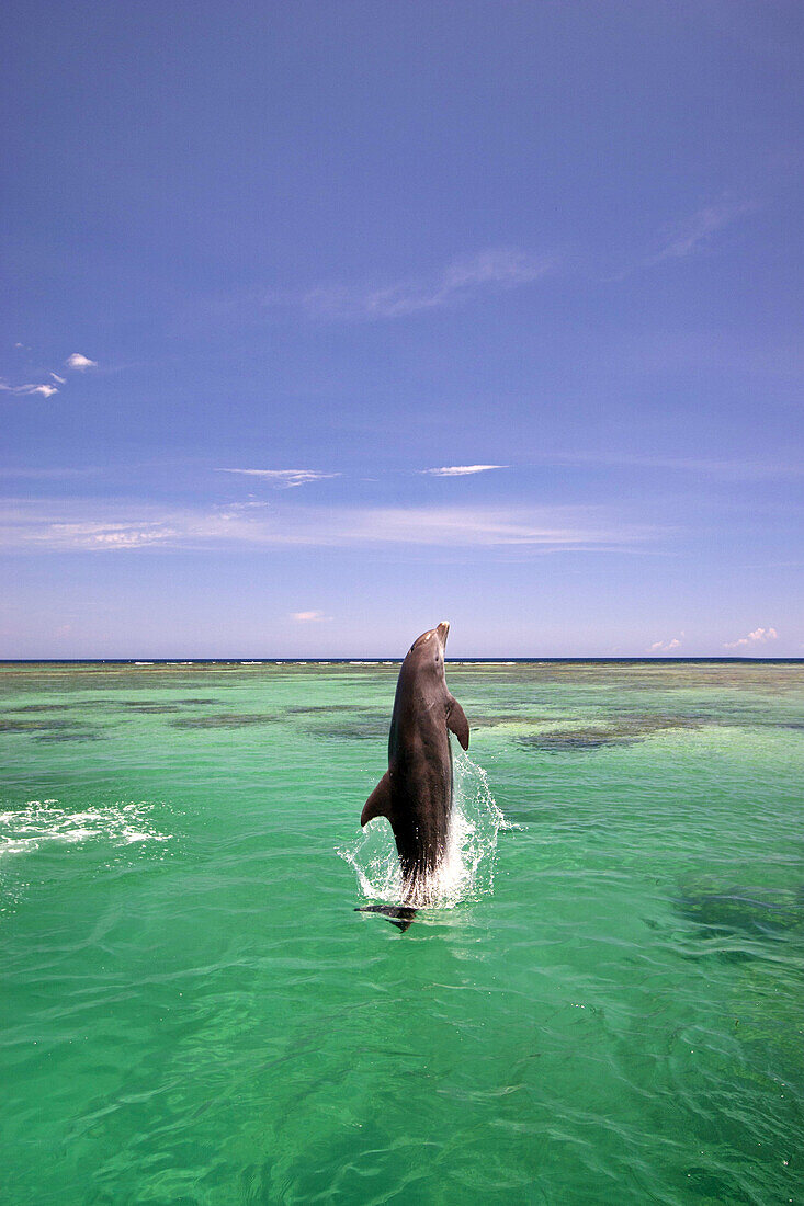 Bottlenose Dolphin in a tropical ocean